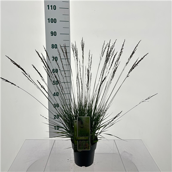 Molinia caerulea 'Edith Dudszus' F00010168