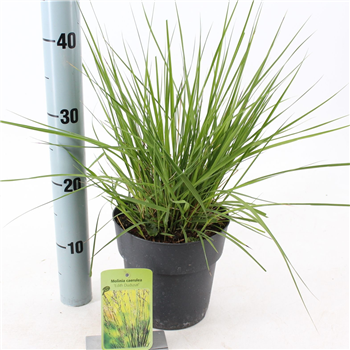 Molinia caerulea 'Edith Dudszus' F00010167