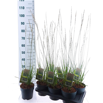 Molinia caerulea 'Heidebraut' F00010169