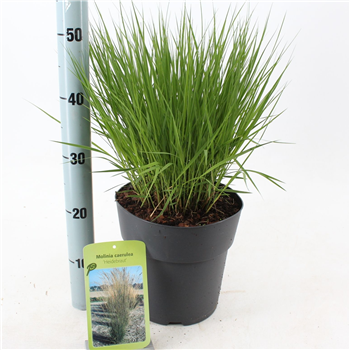 Molinia caerulea 'Heidebraut' F00010171