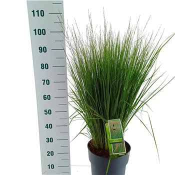 Molinia caerulea 'Heidebraut' F00010172