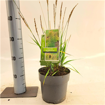 Molinia caerulea 'Moorflamme' F00010173