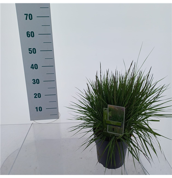 Molinia caerulea 'Torch' F00010176