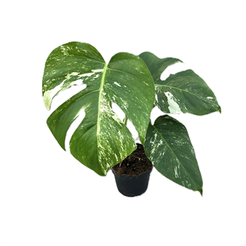 Monstera deliciosa 'Variegata' F00005215