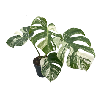 Monstera deliciosa 'Variegata' F00005216