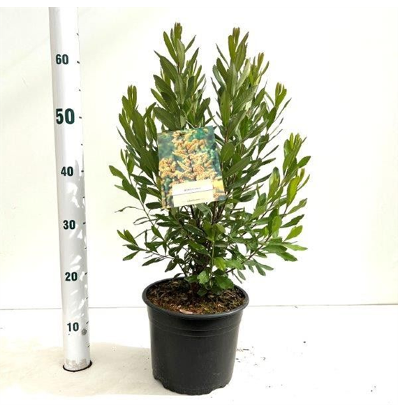 Myrica gale F00010178