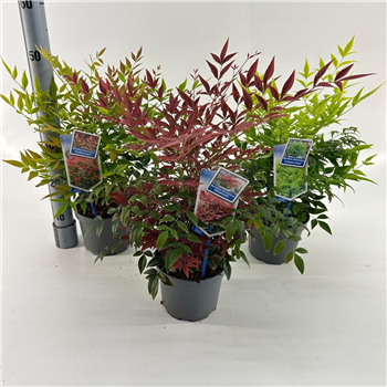 Nandina domestica F00010182