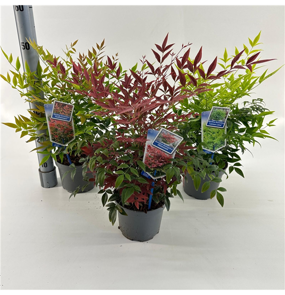 Nandina domestica F00010182