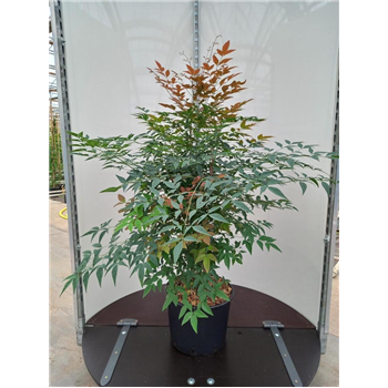 Nandina domestica F00010107