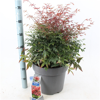 Nandina domestica 'Obsessed' F00010181