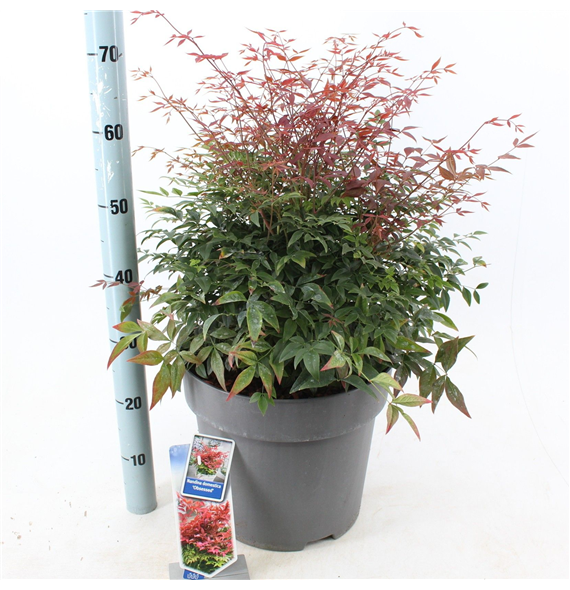 Nandina domestica 'Obsessed' F00010181