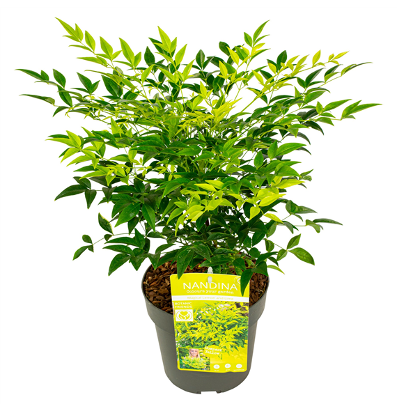 Nandina domestica Magical Lemon and Lime F00004258