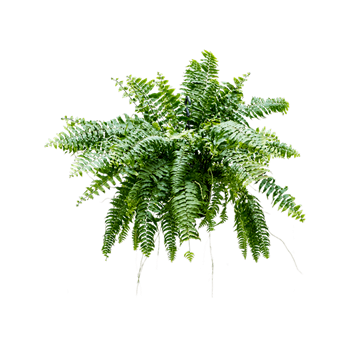 Nephrolepis biserrata 'Macho' 4NEMAHA20