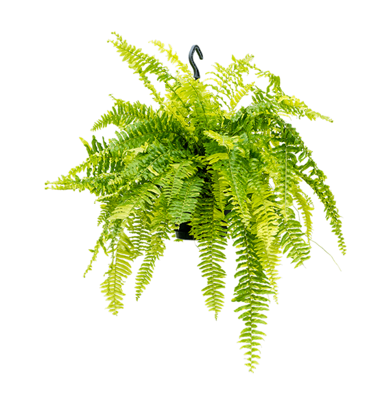Nephrolepis exaltata 'Tiger Fern' 4NETFHA21