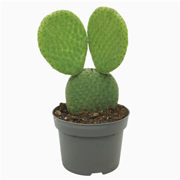 Opuntia microdasys inermis F00001741