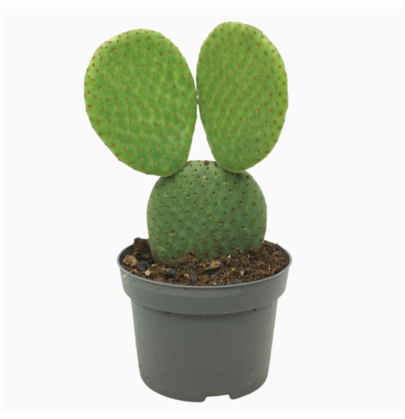 Opuntia microdasys inermis F00001741
