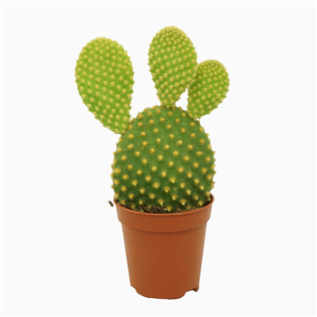 Opuntia microdasys var pallida F00001473