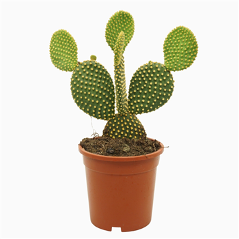 Opuntia microdasys var pallida F00001801