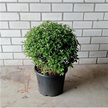 Osmanthus burkwoodii F00010183