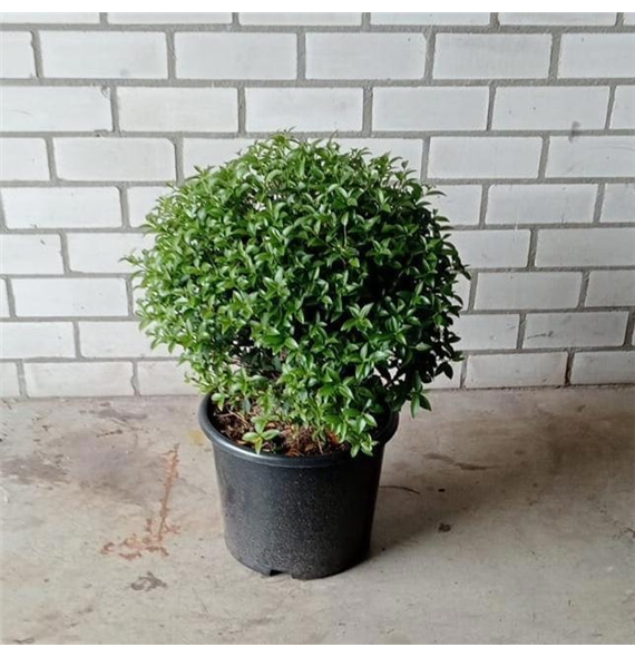 Osmanthus burkwoodii F00010183