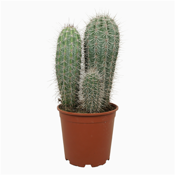 Pachycereus pringlei F00001506