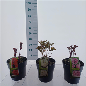 Paeonia lactiflora F00010185