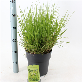 Panicum virgatum F00010275