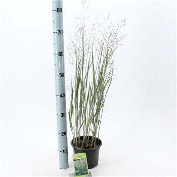 Panicum virgatum 'Heavy Metal' F00010187
