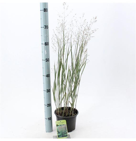 Panicum virgatum 'Heavy Metal' F00010187