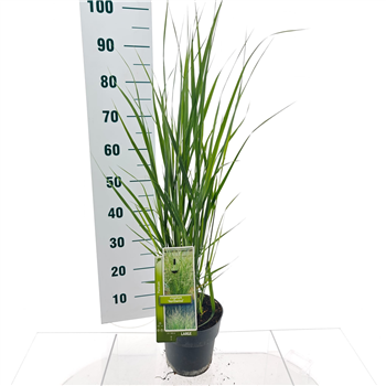 Panicum virgatum 'Northwind' F00010188