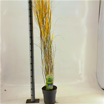 Panicum virgatum 'Northwind' F00010189