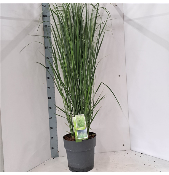 Panicum virgatum 'Northwind' F00010190