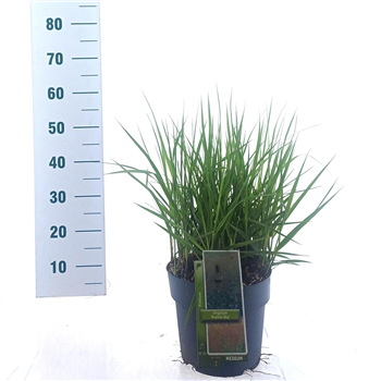 Panicum virgatum 'Prairie Sky' F00010191