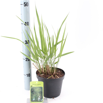 Panicum virgatum 'Rehbraun' F00010193
