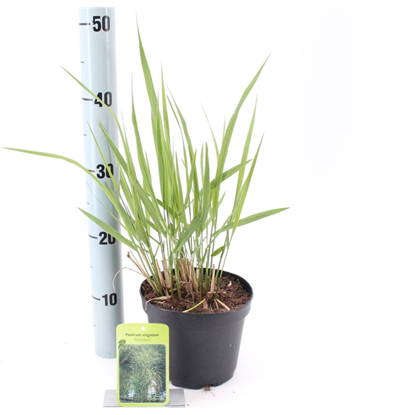 Panicum virgatum 'Rehbraun' F00010193