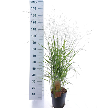 Panicum virgatum 'Rehbraun' F00010194