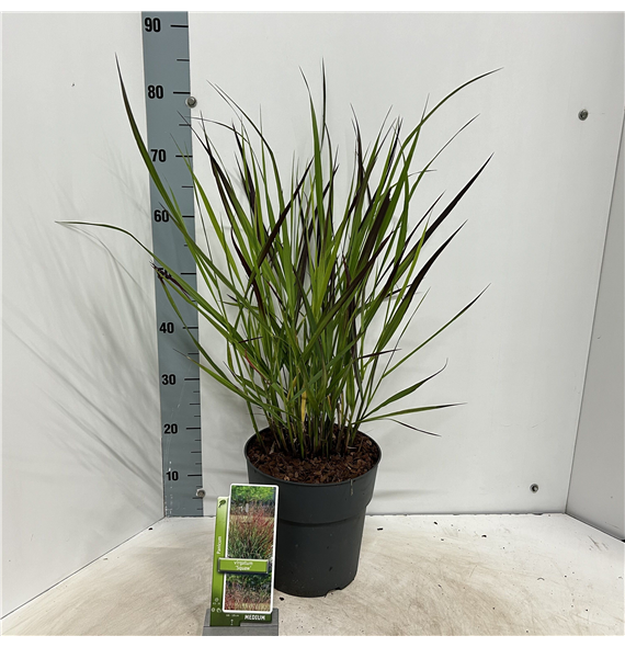 Panicum virgatum 'Squaw' F00010196