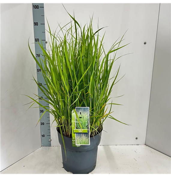 Panicum virgatum 'Stäffa' F00010205