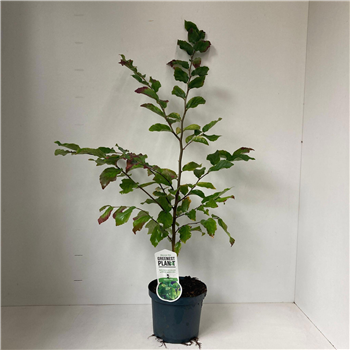 Parrotia persica F00010186
