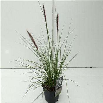 Pennisetum Rupelli F00005344