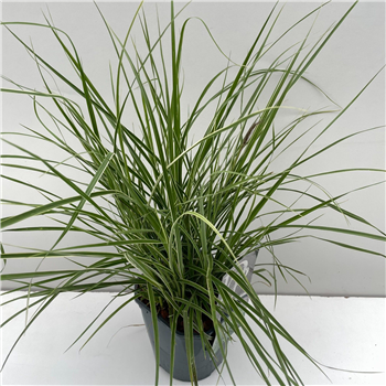 Pennisetum advena 'Sky Rocket' F00005336