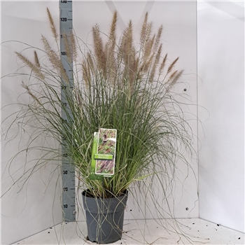 Pennisetum alopecuroides 'Black Beauty' F00010199