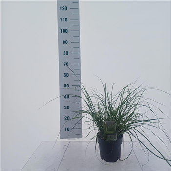 Pennisetum alopecuroides F00010209