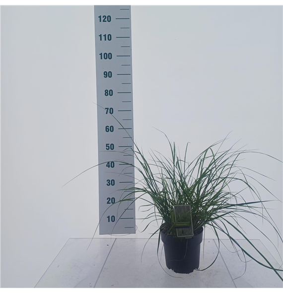 Pennisetum alopecuroides F00010209