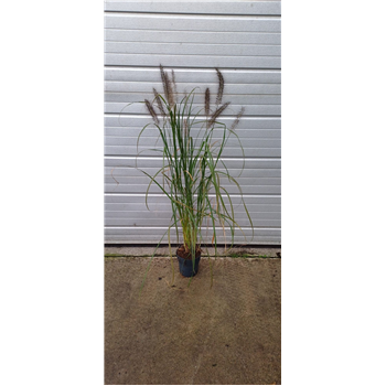 Pennisetum alopecuroides 'Black Beauty' F00010197