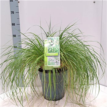 Pennisetum alopecuroides 'Hameln' F00010207