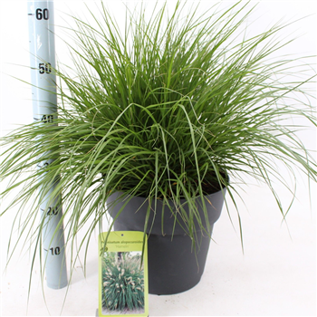 Pennisetum alopecuroides 'Hameln' F00010208