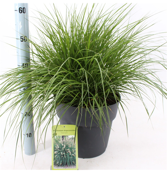 Pennisetum alopecuroides 'Hameln' F00010208