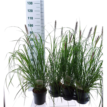 Pennisetum alopecuroides 'Red Head' F00010210