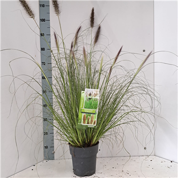 Pennisetum alopecuroides 'Viridescens' F00010213
